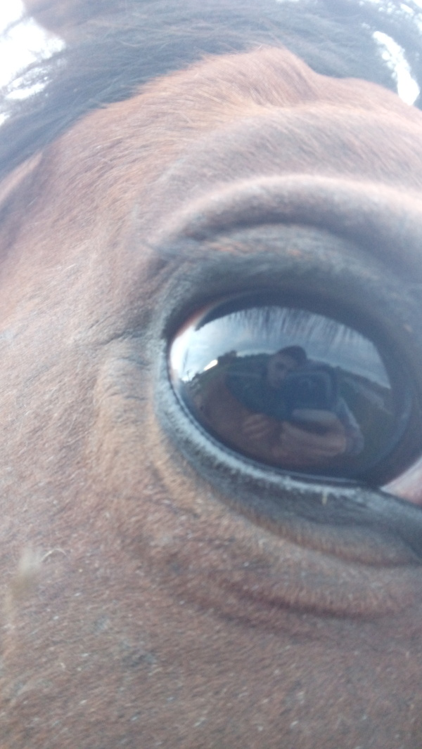 Selfie with a horse - My, Horses, Selfie, Eyes