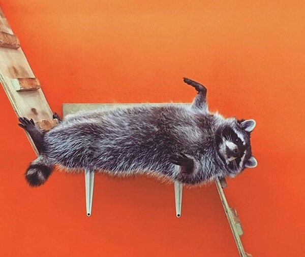 So, are you ironing? - Raccoon, 