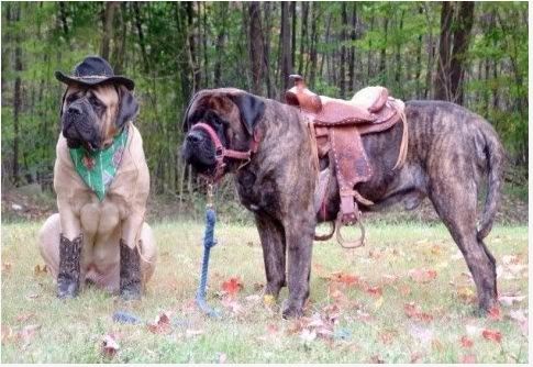 Wild Wild West... - Mastiff, Dog