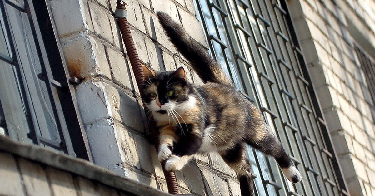 Кот на карнизе. Кот на балконе. Кот на перилах. Балкон для кошек. Кот идёт по балкону.