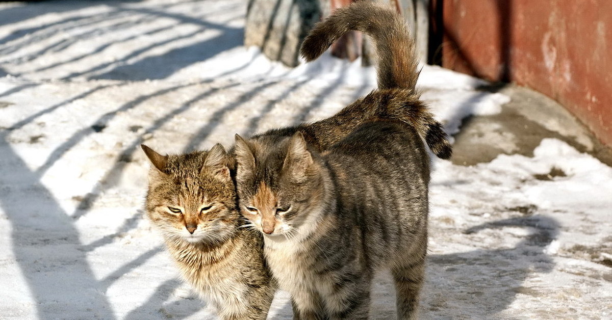 Крик мартовского кота. Мартовский кот. Коты весной. Мартовская кошка.