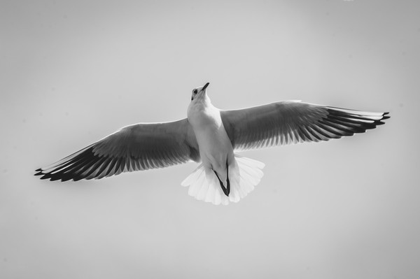 spread your wings - My, Photo, Liberty, Black and white, Birds