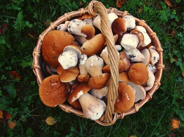 Community of mushroom pickers - My, Mushrooms, mushroom places, Route, Recipe, Nature, Forest, beauty