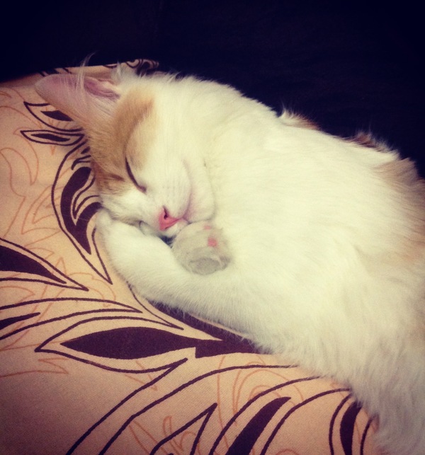 Sweet Dreams - My, Dream, Serenity, cat