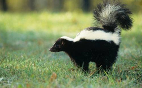 Skunk - who is he? - In the animal world, Stinker