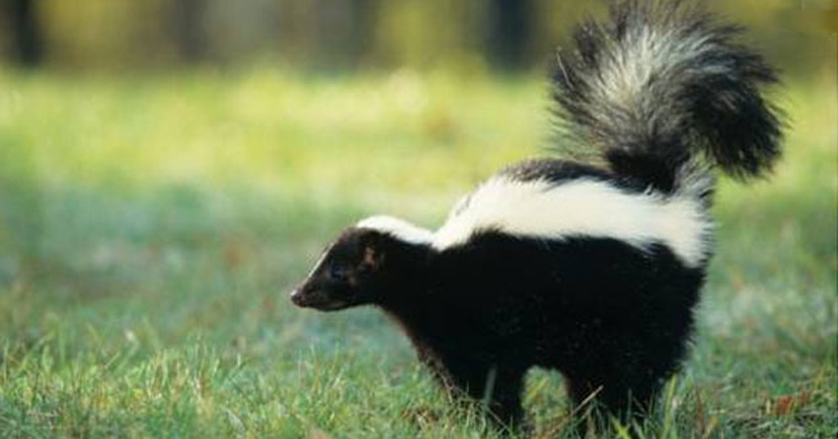 Восточномексиканский скунс. Патагонский скунс. Американская вонючка скунс. Патагонский скунс. Скунс и барсук.