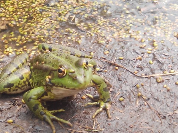 photogenic frog - My, Frogs, Milota