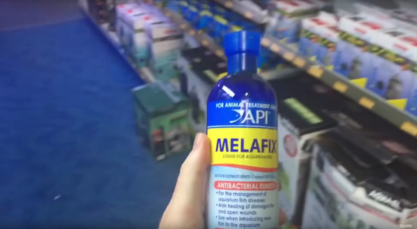 Do-it-yourself preparation for the treatment of fish Melafix (MelaFix) - My, , Aquarium, Aquarium fish, Angelfish, Scalariki, Longpost