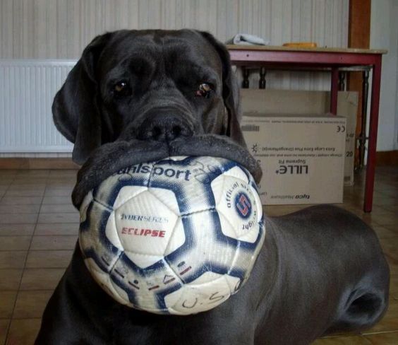 Take to the national team - I'll tear everyone! - Mastiff, Dog