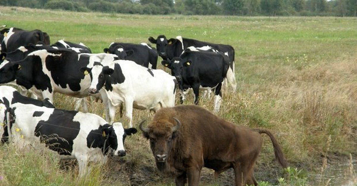 Звуки стадо коров. Корова прибилась к стаду зубров. Корова зубры Беловежская пуща. Стадо коров. Стадо зубров.