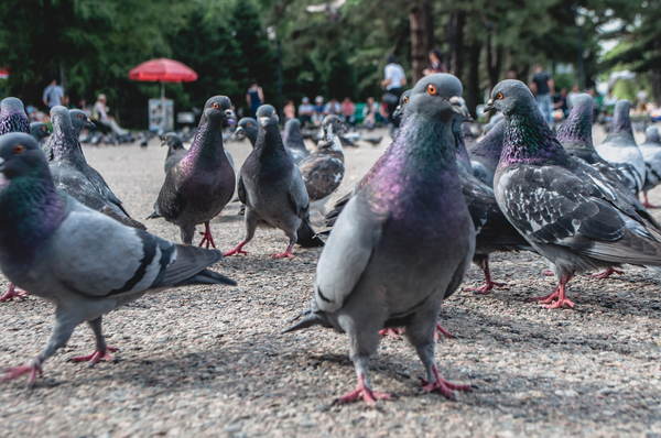 local guys - Pigeon, Lot, Gopniks, Birds, My, Photo