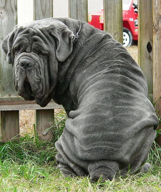 Could be the face of the massage parlor Nikita Kozhemyaka - Mastiff, Dog