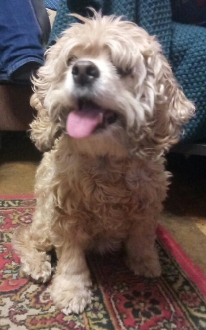 Found a dog. - My, Moscow, Found a dog, The dog is missing, Cocker Spaniel, Good league