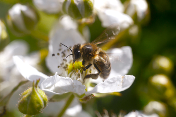 Сбор пыльцы