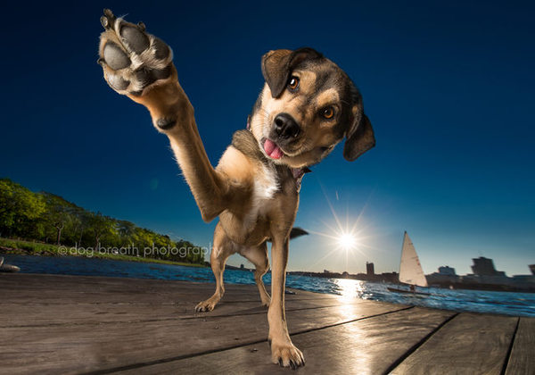 I love dogs and I love taking pictures. Thus, I became a professional dog photographer. - Photographer, Dog, Longpost