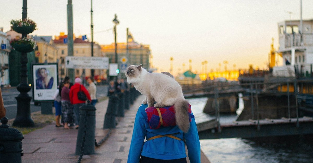 И представляешь что гуляешь в. Коты на прогулке. Коты Петербурга. Кот на прогулке в городе. Кот на набережной Петербурга.