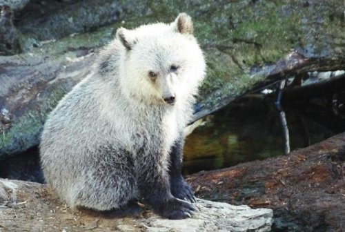 Знакомьтесь, это гролар, гибрид белого медведя и медведя гризли - Гибрид, Медведи, Гролар