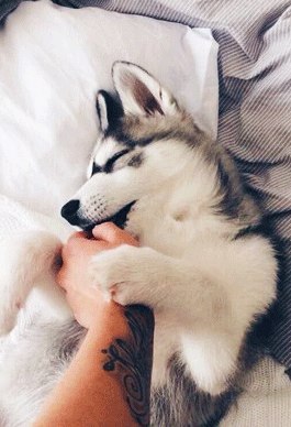 I think we all love huskies :) - Husky, Beautiful, Longpost, Dog breeds