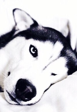 I think we all love huskies :) - Dog breeds, Husky, Beautiful, Longpost