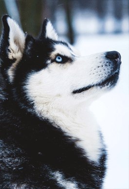 I think we all love huskies :) - Dog breeds, Husky, Beautiful, Longpost