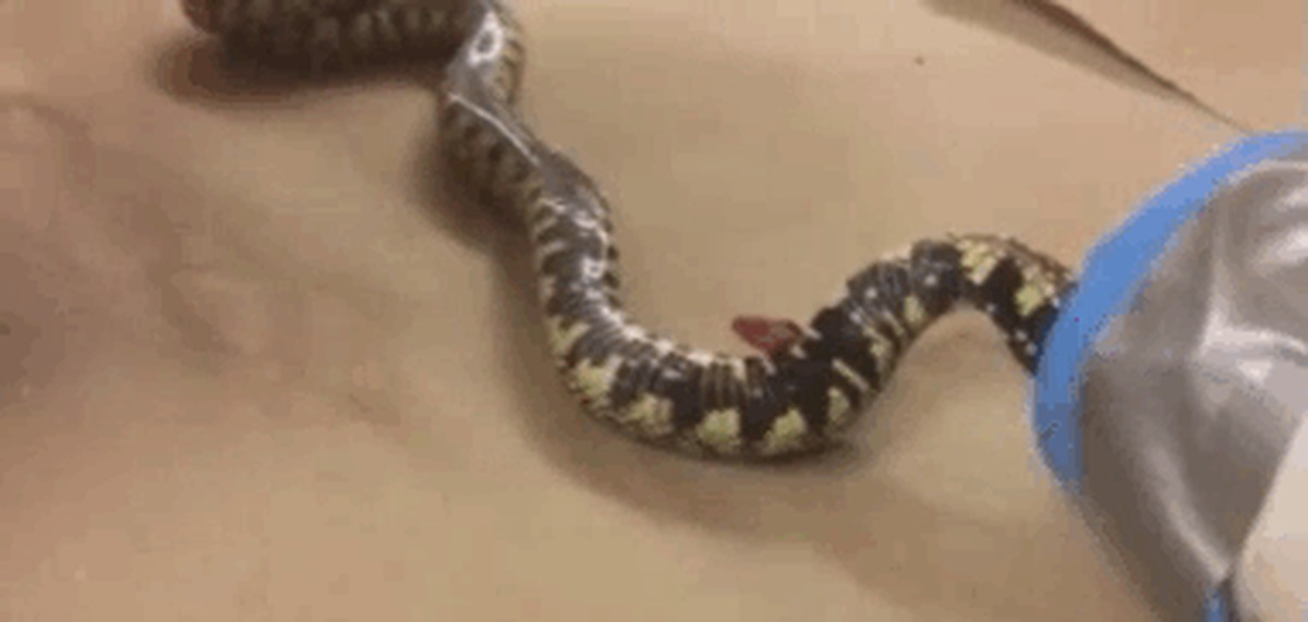 Легкие у змей