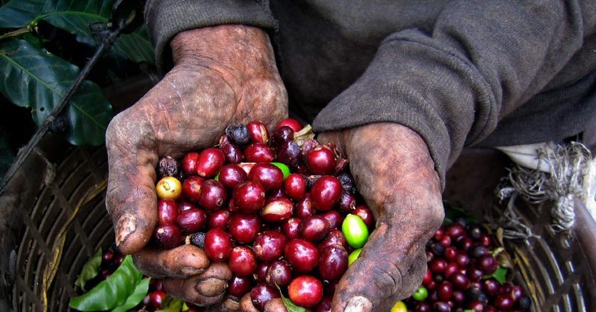 Как вырастить кофейные зерна. Никарагуа плантации кофе. Кофейные плантации в Бразилии. Никарагуа кофейные плантации. Плантации кофе в Колумбии.