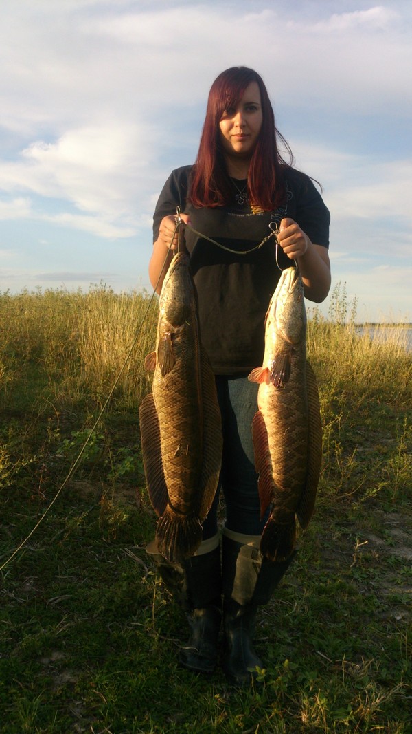 In pursuit of the gone summer - My, Catch, Fishing, Summer, Kyrgyzstan, Snakehead, Text