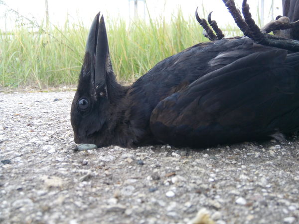 Doomed - Birds, My, Longpost, Death, Crow