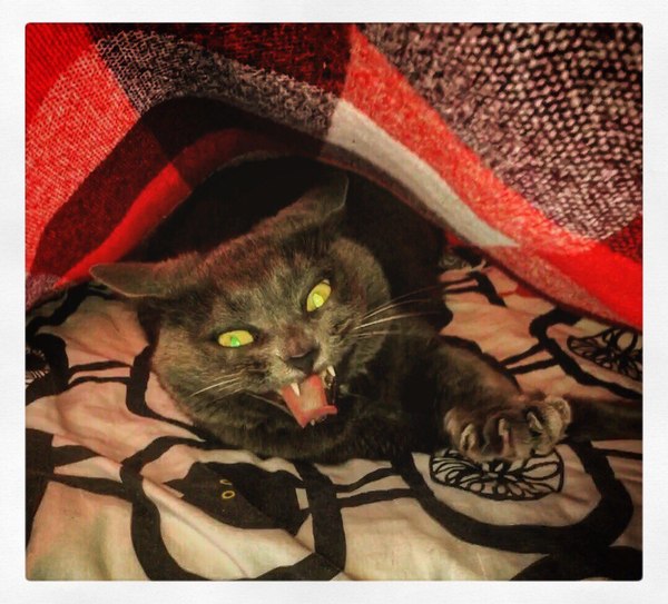 Когда разбудили в субботу в 7 утра