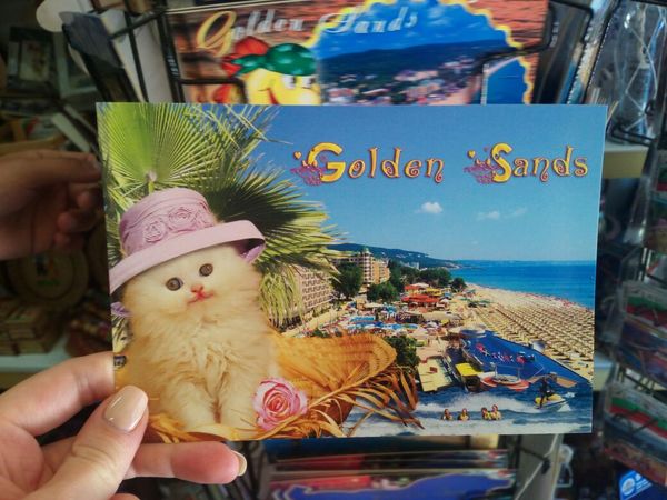 Look at him! - My, cat, Bulgaria, Golden Sands, Postcard