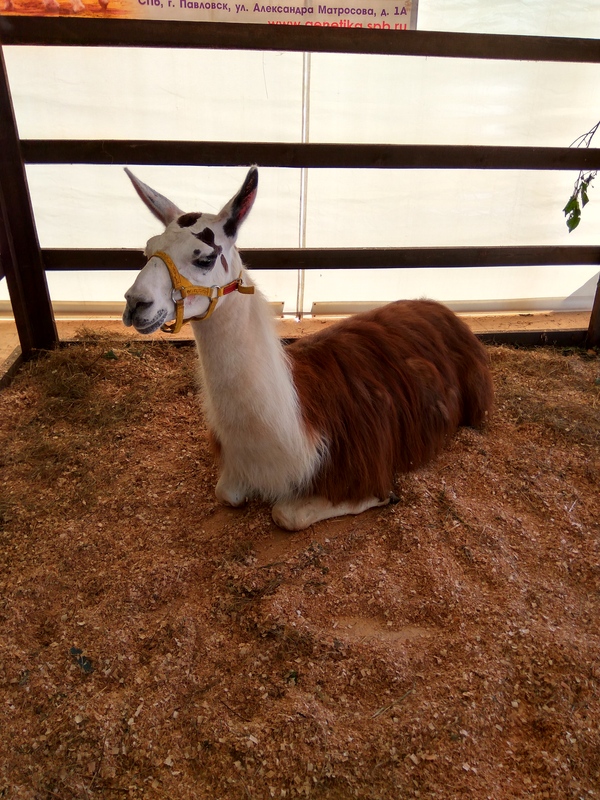 Few people know that a llama lives under St. Petersburg - My, Saint Petersburg, Llama