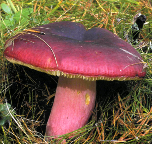 Dangerous myths about mushrooms and one story - My, Longpost, Text, Mushrooms, Bike