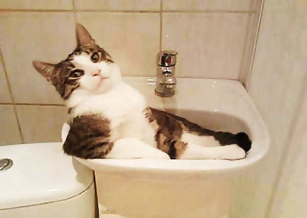 Hey man! The toilet is paid, send a chirp! - cat, Chirik, Toilet