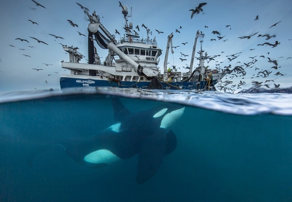 2016 Wildlife Photographer of the Year Finalists - Photographer, Competition, Finalists, wildlife, Longpost, Photo