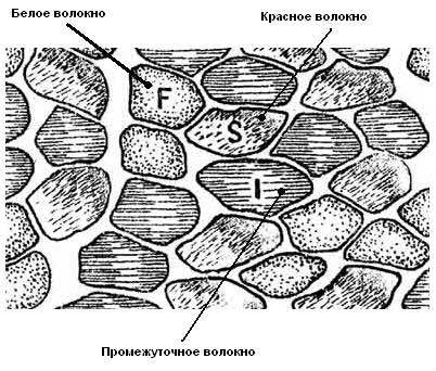 Types and types of muscle fibers - Useful, Article, Sport, Workout, Gym, Muscle, Longpost