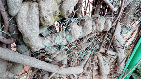 Tenacious Trees 2 - My, Netting, Tree, Power of nature, Adler