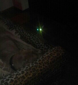 Big brother is watching you - My, Cat Sheldon, Pitbull