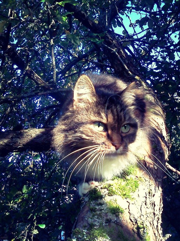 Sunday bird on a branch. - My, Photo, cat