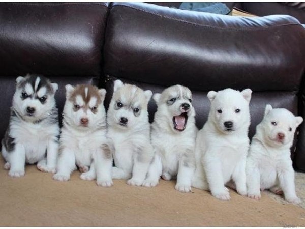 Mommy Husky ran out of paint - Husky, Puppies