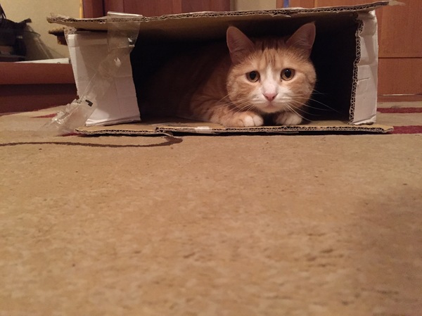 Kitten in a box - My, Box, , cat