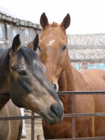 How we grazed the herd in the stable - My, Horses, Horses, Herd, Memories, Herdsman, Longpost