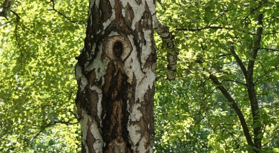 The image of the Mother of God appeared on the Russian birch - Russia, Birch, Image, Virgin
