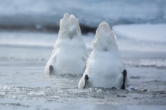 Swans - The photo, Birds, Swans, Photographer Denis Budkov, Kamchatka, Longpost