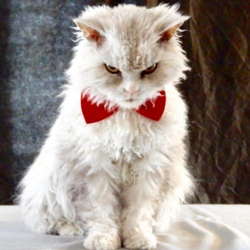 Pompous Albert, who was once banned from a cat show - cat, Evil, Longpost