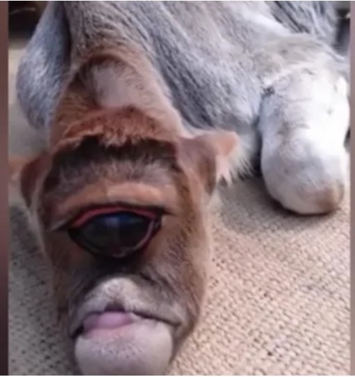 CALF-CYCLOPS - India, Cyclops, Mutation, , Calf, Video, Longpost