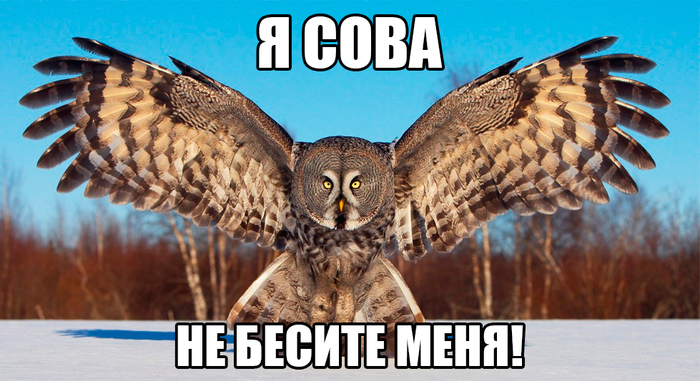 Что такое охота на сов. Смотреть фото Что такое охота на сов. Смотреть картинку Что такое охота на сов. Картинка про Что такое охота на сов. Фото Что такое охота на сов