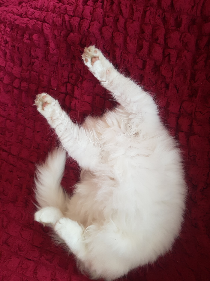 Котэ без головы