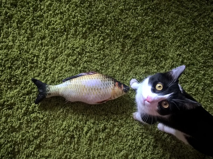 Fish for a cat - My, cat, Toys for animals