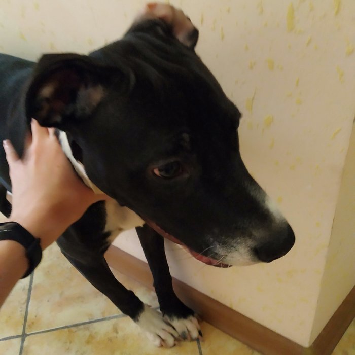 Beautiful and affectionate dog - My, Lost, Dog, In good hands, No rating, Longpost