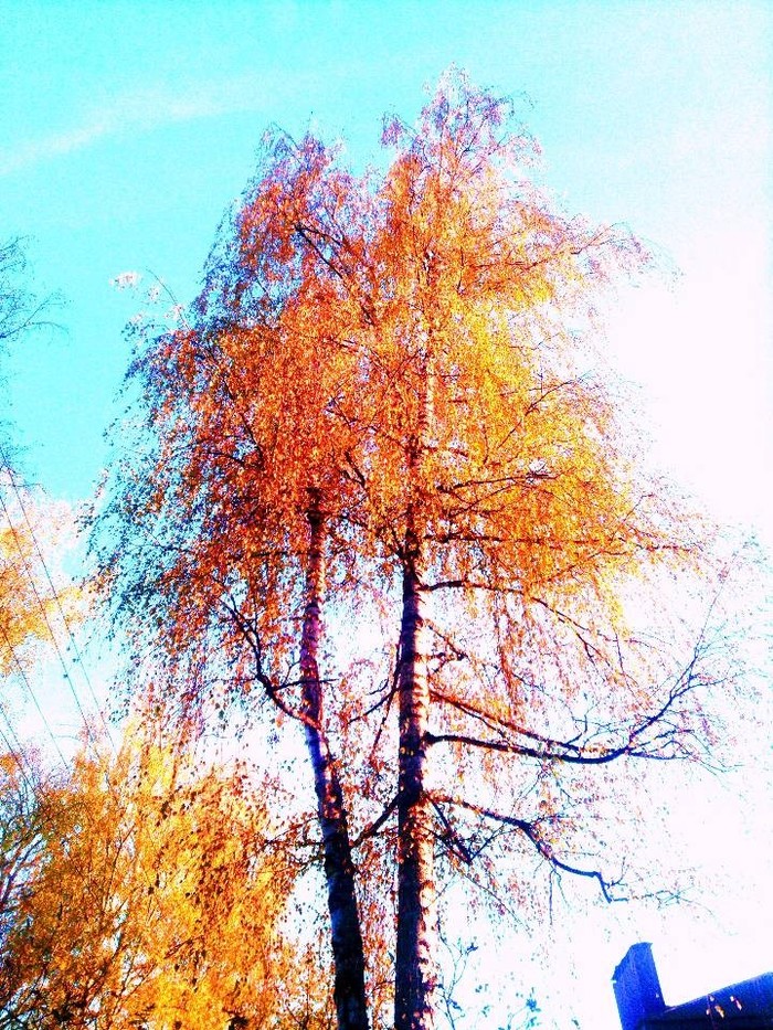 Birch in the field - My, The nature of Russia, White birch, The photo